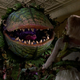 Feed me, Seymour! The Venus flytrap is a smaller, but equally carnivorous, version of Audrey II.